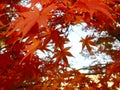 Leaves of red japanese autumn maple against the sky, selective focus, blurred background Royalty Free Stock Photo