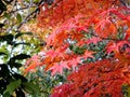 Leaves of red japanese autumn maple against the sky, selective focus, blurred background Royalty Free Stock Photo