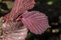 Leaves of Red Leaf Filbert Royalty Free Stock Photo