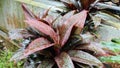 The leaves of the red mangrove, Rhizophora mangle Rhizophoraceae, 286955050