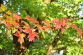 Leaves of a red maple tree changing
