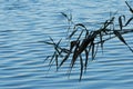 LEAVES OF REEDS OVER WATER