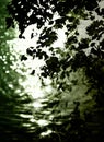 Leaves reflecting on water Royalty Free Stock Photo