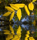 Leaves reflection Royalty Free Stock Photo