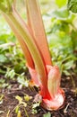 Leaves of a rhubarb Royalty Free Stock Photo