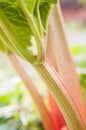 Leaves of a rhubarb Royalty Free Stock Photo