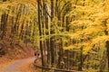 Leaves road view. Red and yellow colorful autumn colors in the forest with a way and sunshine in the fall season