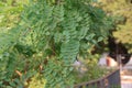 Leaves of Robinia