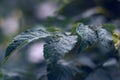 Leaves of a rose bush. Leaves after rain, with drops of water. Royalty Free Stock Photo