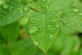 Leaves of a rose with drops after rain. Concept: freshness, youth, beauty and health Royalty Free Stock Photo