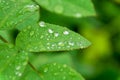 Leaves of a rose with drops after rain. Concept: freshness, youth, beauty and health Royalty Free Stock Photo