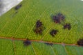 Leaves of a rose infected with a disease marssonina rosae