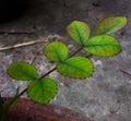 7 leaves of Rose plant