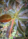 The leaves of the rubber tree with gradations of dark and light green are very beautiful in the Asian rubber backround garden