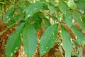 Leaves of Rubber Tree - Hevea Brasiliensis Royalty Free Stock Photo