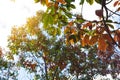 The leaves of the rubber trees are changing color. Royalty Free Stock Photo
