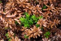 Leaves and runaways crowberry Royalty Free Stock Photo