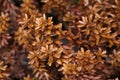 Leaves and runaways crowberry Royalty Free Stock Photo