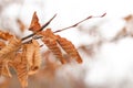 leaves rust in winter