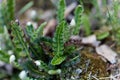 Leaves of a Rustyback fern Asplenium ceterach Royalty Free Stock Photo