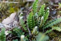 Leaves of a Rustyback fern Asplenium ceterach Royalty Free Stock Photo
