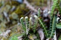 Leaves of a Rustyback fern Asplenium ceterach Royalty Free Stock Photo