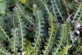 Leaves of a Rustyback fern Asplenium ceterach Royalty Free Stock Photo