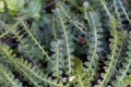 Leaves of a Rustyback fern Asplenium ceterach Royalty Free Stock Photo