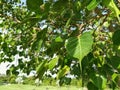 Leaves of Sacred Fig Ficus religiosa.
