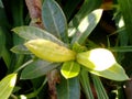 Leaves of a sacred ixora plant.