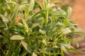 Leaves of Sage plant herb, Sage in vegetable garden Royalty Free Stock Photo