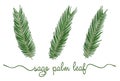 Leaves of sago palm elements set. Botany hand drawn graphic illustration. Collection of sagu foliage on a white background