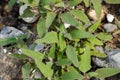 Leaves on sand and stones