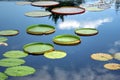 Leaves of a Santa Cruz water lily Victoria cruziana