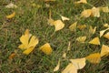 The leaves of the scattered ginkgo tree on the lawn