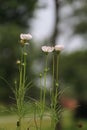 The Qiuying flower, two of the series