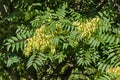 Leaves and seed at tree of heaven or Ailanthus altissima