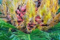Leaves and seeds of ornamental palm Cycas revoluta sago palm