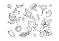 Autumn leaves and berries. Hand drawn autumn forest leaves set. Royalty Free Stock Photo
