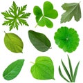 Leaves Set Royalty Free Stock Photo