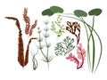 Leaves set of various Algae vector illustration flat