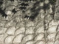 Leaves shadow on Crescent troweled concrete pattern background Royalty Free Stock Photo