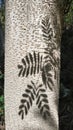 Leaves shadow on a tree trunk