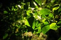 Leaves with shadows are illuminated by the rays of the sun Royalty Free Stock Photo