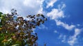 The leaves are so shady with the background of the blue sky Royalty Free Stock Photo