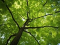 Leaves of shagbark hickory tree Royalty Free Stock Photo