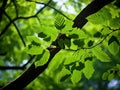 Leaves of shagbark hickory tree Royalty Free Stock Photo