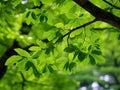 Leaves of shagbark hickory tree Royalty Free Stock Photo