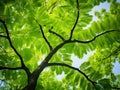 Leaves of shagbark hickory tree Royalty Free Stock Photo