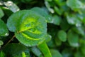 The leaves of Shield aralia or plum aralia or Polyscias scutellaria are shaped like a bowl